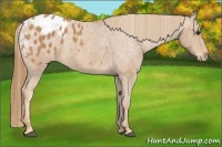 Horse Color:Chestnut Appaloosa  Brindle