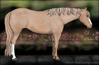 Horse Color:Chestnut Appaloosa
