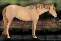 Horse Color:Gold Champagne 