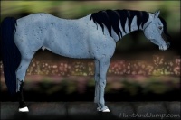 Horse Color:ERROR: UNKNOWN ANOMALY Brindle