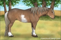 Horse Color:White Spotted Liver Chestnut Sabino