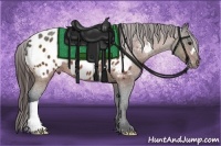 Horse Color:Bay Appaloosa