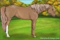 Horse Color:Palomino 