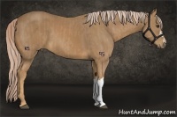 Horse Color:Palomino  and Palomino 