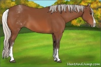 Horse Color:White Spotted Silver Bay Splash 