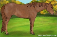 Horse Color:Chestnut Rabicano  Brindle