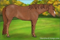 Horse Color:Chestnut  Brindle