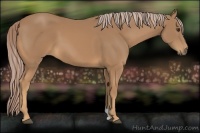 Horse Color:Palomino
