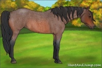 Horse Color:Bay Roan Rabicano 