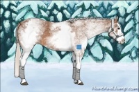 Horse Color:White Spotted Silver Bay Splash 