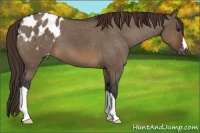 Horse Color:Brown Dun Appaloosa 