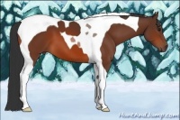Horse Color:Bay Tobiano
