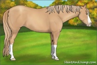 Horse Color:Gold Champagne Splash