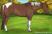 Horse Color:Chestnut Tobiano 