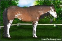 Horse Color:Buckskin Sabino 