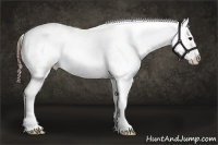 Horse Color:Buckskin Roan Appaloosa