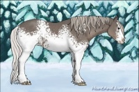 Horse Color:White Spotted Silver Black Splash