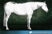 Horse Color:White Spotted Smoky Black Sabino Frame 
