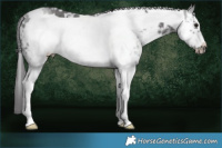Horse Color:White Spotted Smoky Black Sabino Frame