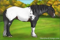 Horse Color:Brown Appaloosa 