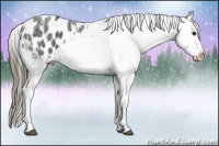 Horse Color:Brown Ice Appaloosa 