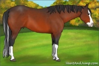 Horse Color:Bay Splash 