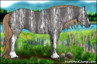 Horse Color:Liver Chestnut Ice Sabino 