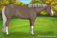 Horse Color:Silver Black Splash 