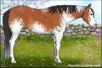 Horse Color:White Spotted Bay Splash