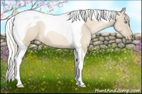 Horse Color:Palomino Pearl Tobiano
