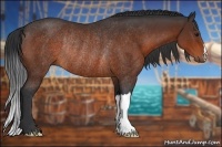 Horse Color:Bay Rabicano 