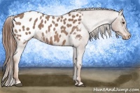 Horse Color:Red Roan Appaloosa 