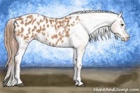Horse Color:Chestnut Splash Appaloosa 