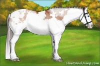Horse Color:White Spotted Bay Splash Appaloosa Rabicano 