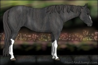 Horse Color:Black  Brindle