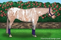 Horse Color:Bay Splash Tobiano Blanket  Brindle