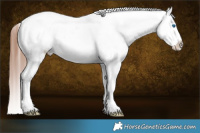 Horse Color:White Spotted Brown Splash Tobiano Varnish Rabicano 