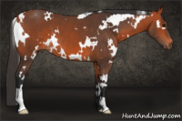 Horse Color:White Spotted Bay 