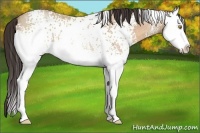 Horse Color:White Spotted Amber Champagne Roan Splash