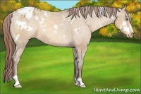 Horse Color:White Spotted Amber Champagne Sabino Appaloosa 