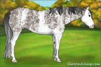 Horse Color:White Spotted Grullo Splash 