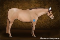 Horse Color:Bay Pearl 