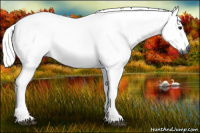 Horse Color:Gray Silver Bay 