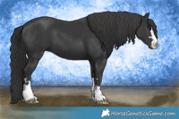Horse Color:Black 