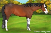 Horse Color:Bay Sabino Splash 