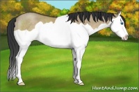 Horse Color:Brown Dun Splash Rabicano 