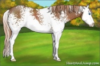 Horse Color:White Spotted Chestnut Splash Rabicano 