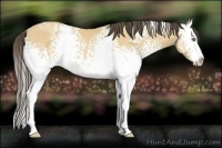 Horse Color:White Spotted Amber Cream Champagne Splash Rabicano