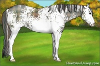 Horse Color:Plaid  White Spotted Grullo 