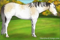 Horse Color:White Spotted Amber Champagne Dun Splash
